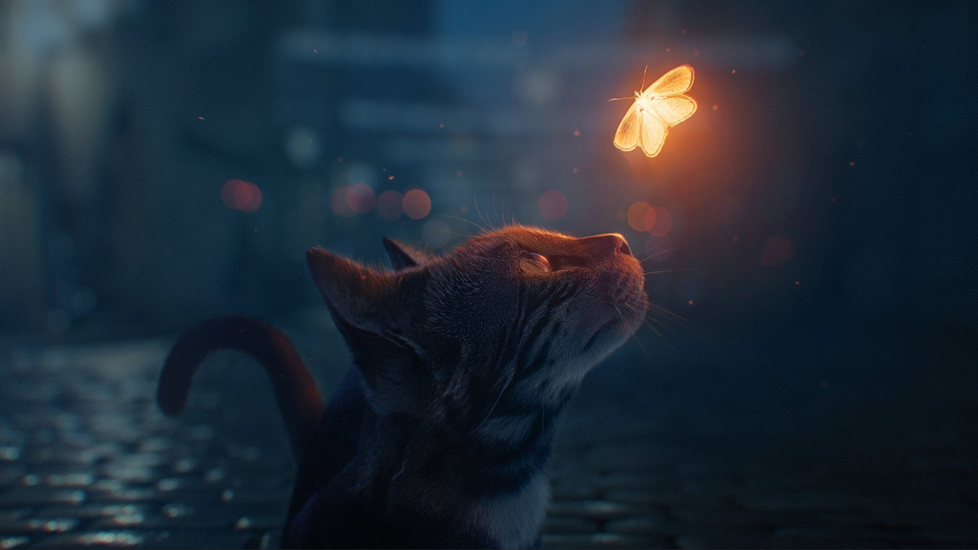 猫咪与发光蝴蝶的邂逅